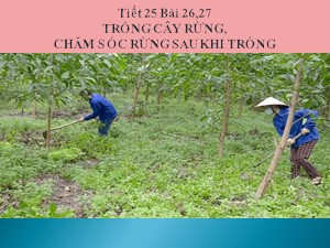 Bài giảng Công nghệ Lớp 7 - Tiết 25: Trồng cây rừng, chăm sóc rừng sau khi trồng