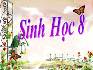 Bài giảng Sinh học Lớp 8 - Bài 11: Tiến hóa của hệ vận động. Vệ sinh hệ vận động - Năm học 2017-2018