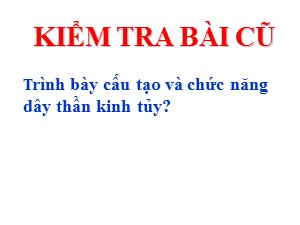 Bài giảng Sinh học Lớp 8 - Bài 46: Trụ não, tiểu não, não trung gian - Năm học 2017-2018