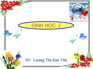 Bài giảng Sinh học Lớp 7 - Bài 46: Thỏ - Lương Thị Kim Yến