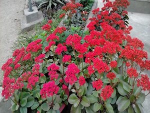 Bài giảng Toán Khối 2 - Tuần 31: Tiền Việt Nam