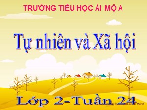 Bài giảng Tự nhiên xã hội Lớp 2 - Tuần 24: Cây sống ở đâu? - Năm học 2018-2019 - Trường Tiểu học Ái Mộ A