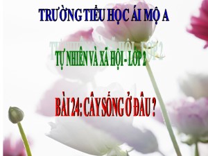 Bài giảng Tự nhiên xã hội Lớp 2 - Tuần 24: Cây sống ở đâu - Năm học 2017-2018 - Trường Tiểu học Ái Mộ A