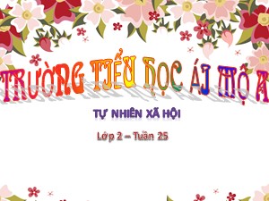 Bài giảng Tự nhiên xã hội Lớp 2 - Tuần 25: Một số loài cây sống trên cạn - Năm học 2018-2019 - Trường Tiểu học Ái Mộ A