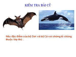 Bài giảng Sinh học Lớp 7 - Bài 50: Bộ ăn sâu bọ. Bộ gặm nhấm, bộ ăn thịt - Năm học 2017-2018