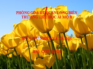 Bài giảng Tự nhiên và xã hội Lớp 1 - Tuần 28: Con muỗi - Trường Tiểu học Ái Mộ B