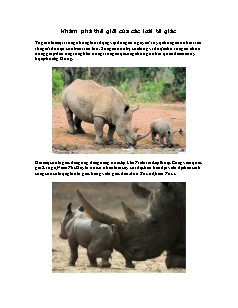 Khám phá thế giới của các loài tê giác