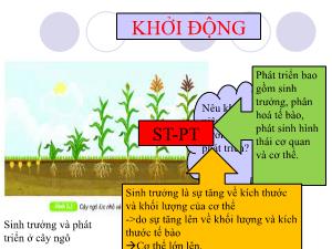 Bài giảng Khoa học tự nhiên 7 - Bài 38: Thực hành Quan sát, mô tả sự sinh trưởng và phát triển ở 1 số sinh vật