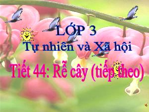 Bài giảng Tự nhiên xã hội 3 - Tiết 44: Rễ cây (Tiếp theo)