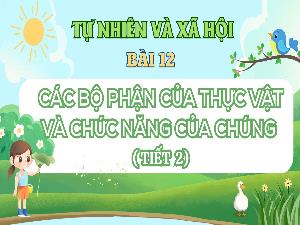 Giáo án Tự nhiên xã hội Lớp 3 - Bài 12: Các bộ phận của thực vật và chức năng của chúng (Tiết 2)